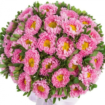 Букет из 51 розовой астры